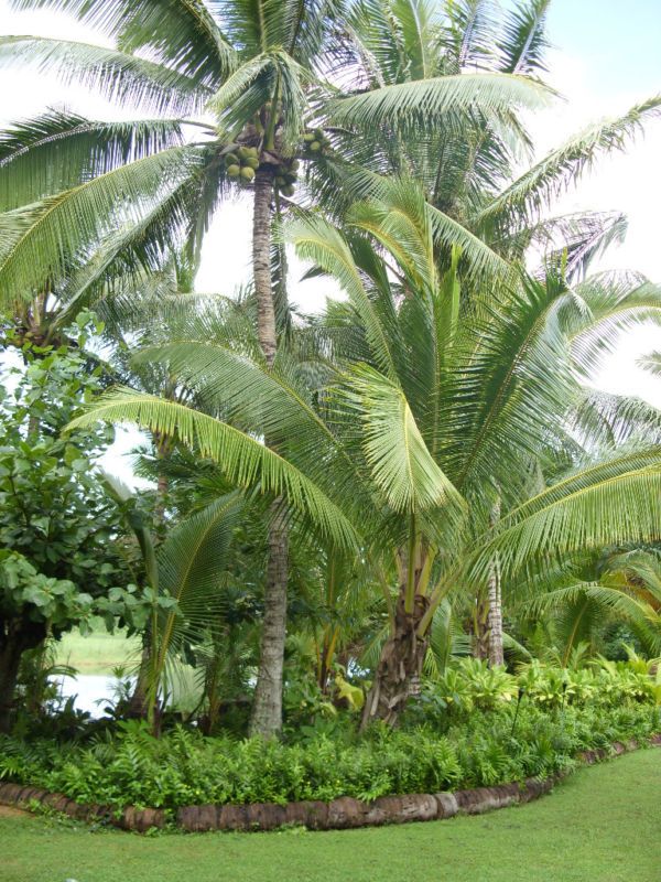 Live Organic Hawaiian Coconut Trees  